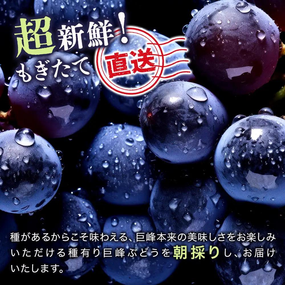 【先行予約】【期間・数量限定】大分県中津市産 巨峰ぶどう 3kg | フルーツ 果物 くだもの ぶどう ブドウ 葡萄 巨峰 種あり 大分県産 九州産 国産 中野観光ぶどう園 大分県 中津市