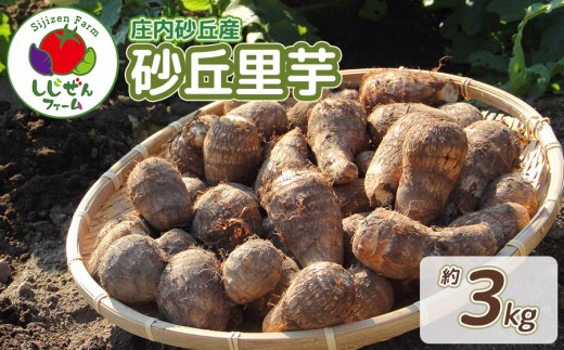 【令和8年産先行予約】　庄内砂丘里芋　約3Kg　山形県鶴岡市　しじぜんファーム　| 里芋 さといも サトイモ 野菜 やさい 新鮮野菜 3キロ 産地直送 おすすめ 人気 お取り寄せ 返礼品