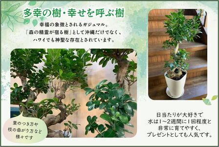 066-19 観葉植物 ガジュマル1鉢