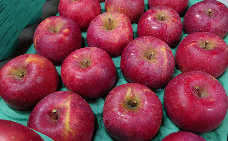 シャキシャキ葉とらず ふじりんご 約5kg 特別栽培農産物 長野県産 りんご リンゴ フルーツ 果物 おやつ デザート 信州 上田 贈答用