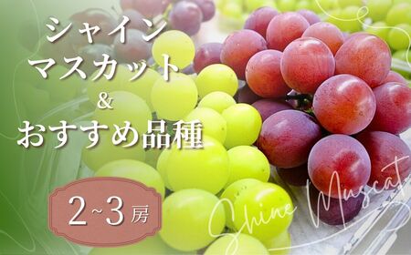 れいわぶどう園 シャインマスカット 農園おすすめ品種 食べ比べ 2～3房 | ぶどう 前橋市 群馬県