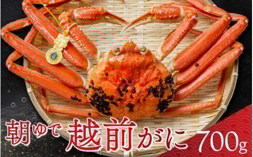 【先行予約/11月7日より順次発送】朝ゆで 越前がに1杯　【700g】 / ずわいがに 蟹 ズワイガニ 小浜市 / 小浜海産物 【配送不可地域：北海道・沖縄・離島】  [BFAA001]