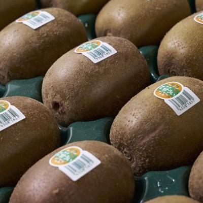 ふるさと納税 遠賀町 【先行受付】福岡限定!ブランドキウイ「甘うぃ(あまうぃ)」約1.5kg箱(12-15玉)(遠賀町) |  | 01
