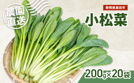 静岡県島田市産 小松菜200g×20袋　野菜 やさい こまつな 旬 国産 産地直送 詰合せ 静岡県 島田市