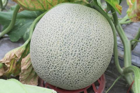 北海道栗山町産  幻のメロン 1玉