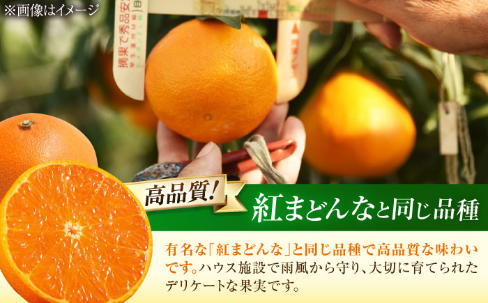 みかん 訳あり 愛果28号 約3kg サイズ不揃い【11月下旬から12月下旬まで順次発送】 / フルーツ 果物 蜜柑 ミカン オレンジ 訳あり 訳アリ 小玉 甘い 先行予約 3kg 愛媛 / 愛媛県砥