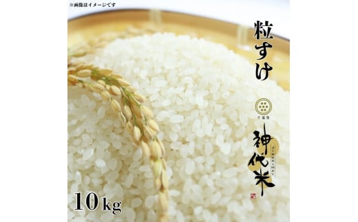 神代米 （ 粒すけ ） 精白米 10kg ／ 米 お米 こめ コメ