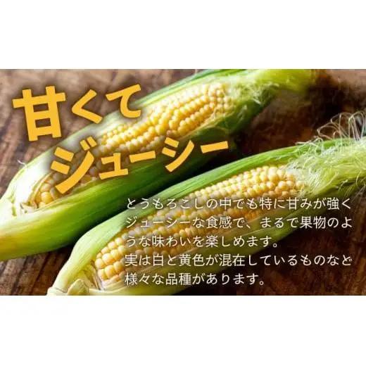 【先行予約2027年1月-5月配送】1番遅くて1番早い⁉ プレミアムヤングコーンとスイートコーンのよくばり定期便！！朝採れを皮付きのままお届け！！