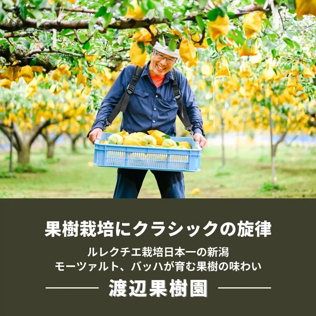 先行予約 ル レクチェ 2kg (4~7玉) 令和8年度 贈答用 洋梨 化粧箱 [渡辺果樹園]