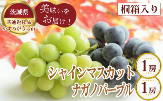 【先行予約】桐箱入りシャインマスカット1房とナガノパープル1房【茨城県共通返礼品 かすみがうら市】 ／ シャインマスカット ナガノパープル ぶどう 葡萄 2房 桐箱入り 贈答品 糖度 粒のサイズ 先行予約 数量限定 100セット 冷蔵 冷蔵便 賞味期限3～4日 No.324