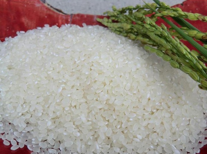 令和7年産　丹波篠山の大地で育まれたコシヒカリ　玄米10kg