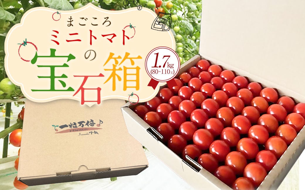 まごころ ミニトマト の宝石箱 1.7kg（約80～110玉）サンチェリーピュア トマト【2026年7月上旬から11月下旬まで発送予定】