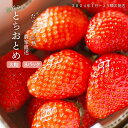 【ふるさと納税】【2025年1月より発送】いちご専門農家直送！朝摘み収穫したての完熟とちおとめ2箱（1箱4パック入り）