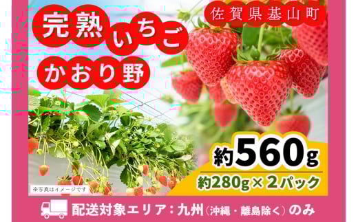 【九州内配送】【先行受付 2026年1月より発送】【農場直送！】かおり野(約280g×2P)【ふるさと納税 基山町産 いちご イチゴ 朝採れ 完熟果】K100023