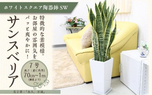 
            サンスベリア 7号 ホワイトスクエア陶器鉢SW 高さ：約70cm～1m 【観葉植物 植物 サンスベリア 7号 鉢付 インテリア 部屋 室内 オフィス 癒し エコ グリーン マイナスイオン リラックス オシャレ おしゃれ ギフト プレゼント 贈り物 人気 おすすめ  福岡県筑前町 送料無料 AG002】
          
