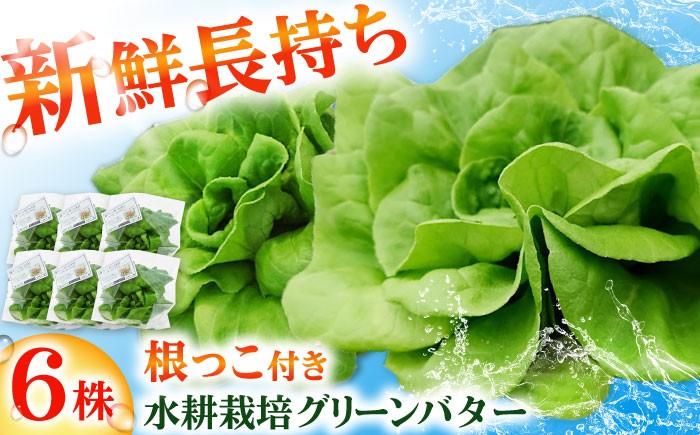 
            水耕栽培野菜 グリーンバター 6株 吉富町/株式会社ハイダイ工業 [BGBT003] 野菜 やさい 国産 新鮮 サラダ 産地直送
          