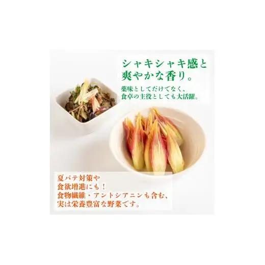 【 みょうが 】 1kg  かつおのたたき に 合う すさきのみょうが