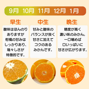 訳あり 愛媛みかん 約2kg 2箱 計4kg 【発送期間：9月中旬から1月中旬】 柑橘 果物 国産 フルーツ 蜜柑 ミックス 不揃い 傷 温州 ビタミン 美味しい みかん職人武田屋 愛媛県 愛南町