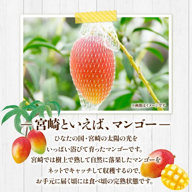 マンゴー 完熟 マンゴー[完熟マンゴー 2玉 国産 宮崎県産【数量・期間限定】 2026年発送]