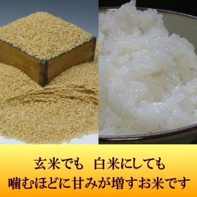 ふるさと納税 奥州市 玄米 金色の風(こんじきのかぜ)米 20kg(10kg×2) 岩手県奥州市 令和6年産[AC034] |  | 03