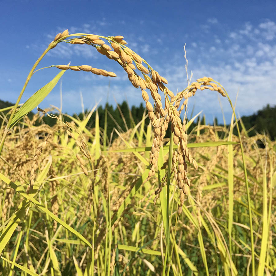 ＜十六代目米師又八のお米＞ギフト用 もっちり甘い「夢ごこち」1.8kg（真空加工）