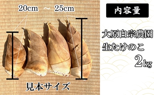 【先行受付】白宗たけのこ 2kg予約 4月上旬発送 熊本県 南関町産 春 筍