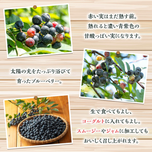 y528 《訳あり・加工用》冷凍ブルーベリー(1kg) 冷凍 国産 九州産 鹿児島県産 くだもの 果物 フルーツ シャーベット ジャム フローズン ベリー おやつ デザート 【体験型観光農園さつまドリ