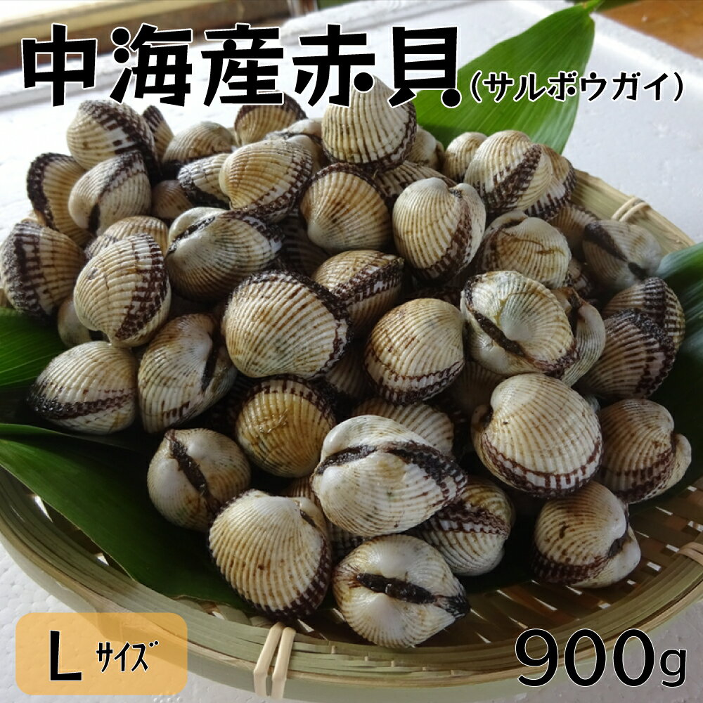 【ふるさと納税】中海 産 赤貝 （ サルボウガイ ）L サイズ 900g ／ 赤貝 中海産 貝 ぷりぷり 濃厚 料理 おつまみ 調理しやすい 養殖 おいしい おすすめ 送料無料 島根県 安来市