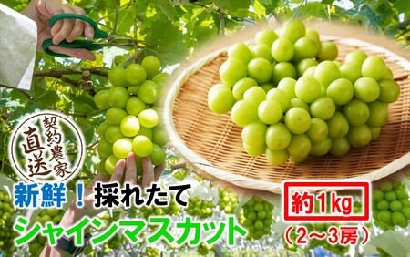テレビで紹介されました！【先行予約】【令和8年発送】農家直送！ 新鮮！ 朝づみ シャインマスカット 1kg (2～3房) フルーツ 果物 贈答 大分県産 採れたて_2537R-1