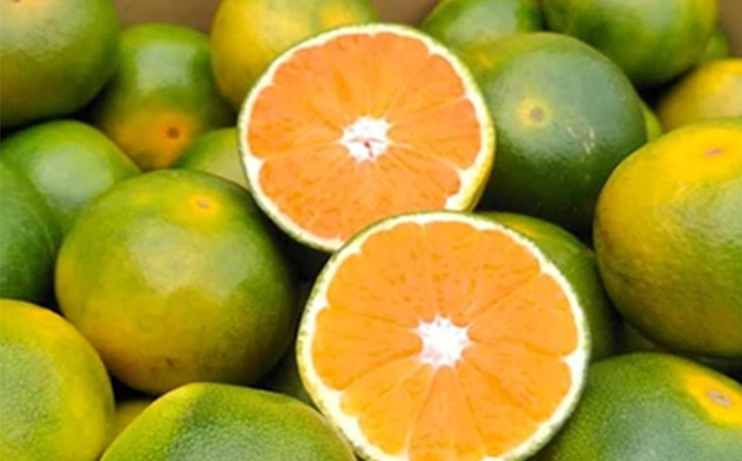 
                  福岡県産 極早生みかん 早味かん 約4kg みかん ミカン フルーツ 果物 国産【2026年9月上旬～9月下旬発送予定】
                
