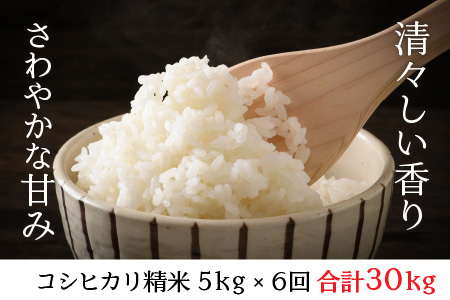【6ヶ月連続お届け】福井県坂井市丸岡町産 コシヒカリ（精米）5kg×6回　計30kg [D-11301_03]