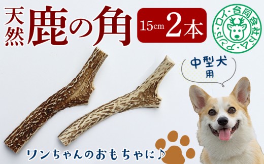 【犬のおもちゃ】シカの角 15cm×2本　中型犬用　鹿 シカ ジャーキー 犬 ペット ワンコ ワンちゃん おもちゃ 角 ツノ インテリア 飾り 置き物 おすすめ 天然 野生 肉 ジビエ 国産 ごほうび 健康 噛む 噛み癖 ストレス ひまつぶし 歯 歯みがき 歯垢 歯石除去 工作 芸術 中型犬 房総 千葉県