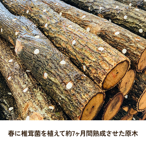 【すぐ生える】 しいたけ栽培用原木（ホダ木） 2本セット 兵庫県 洲本市 淡路島
