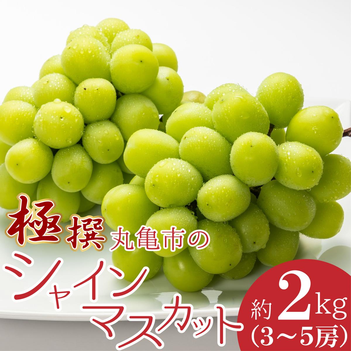 【ふるさと納税】極撰！丸亀市の「シャインマスカット」約2kg（3～5房）　お届け：2025年8月中旬～2025年10月中旬