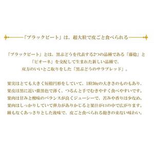 ぶどう 2026年 ブラックビート 約600g×1房 ブドウ 葡萄  岡山県産 国産 フルーツ 果物 ギフト