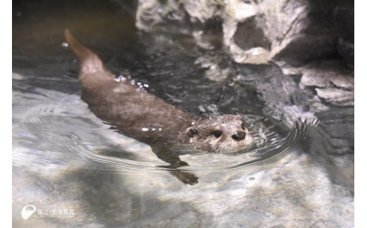 コツメカワウソ