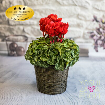 【ふるさと納税】赤系シクラメン　6号鉢　バスケット付き【1105003】