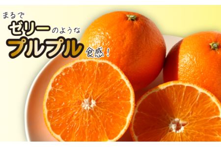 【先行予約】Madonna（愛媛果試第28号）約5㎏【Mサイズ】家庭用｜あいか 紅まどんなと同品種