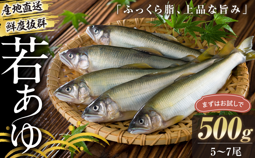 若あゆ（冷蔵配送）500g（5尾～7尾）OGATA養殖技術研究所 南紀白浜 304018_FA02