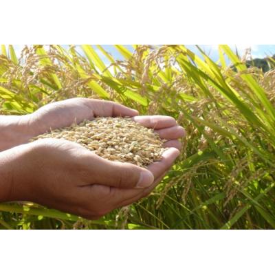 ふるさと納税 苫前町 【定期便】【令和7年産・新米】北海道とままえ産ゆめぴりか　5kg×6ヵ月連続お届け |  | 03