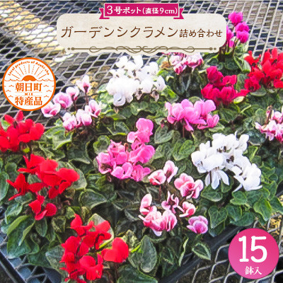 
                  ガーデンシクラメン詰め合わせ　3号(直径9cm)ポット×15鉢【1221455】
                