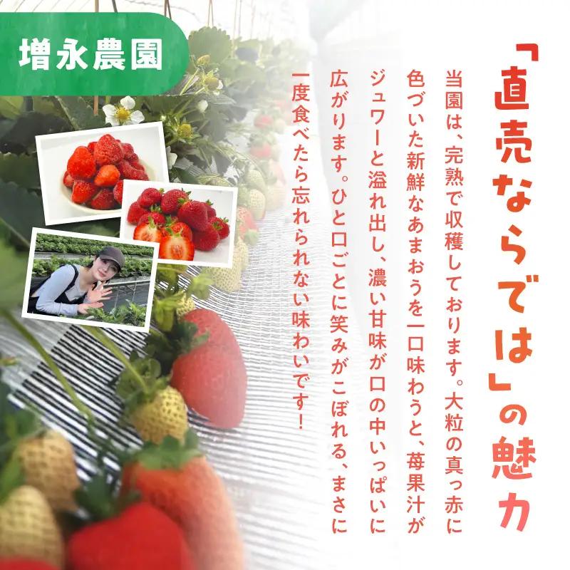 【増永農園】 あまおう 270g×2パック 【2027年1月より順次発送】 ジューシー フレッシュ 苺 果物 くだもの スイーツ作り 数量限定 イチゴ 期間限定 美味しい いちご 福岡県 八女市 19