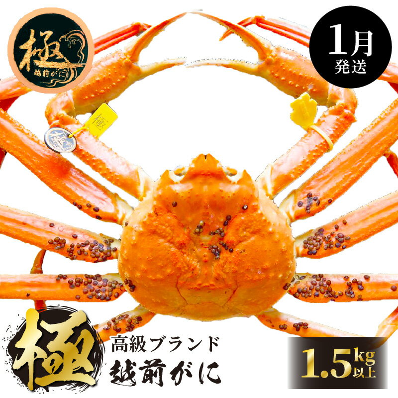 【ふるさと納税】≪浜茹で≫越前がに極 × 1杯（生で1.5kg以上）食べ方しおり付【雄 ズワイガニ ずわいがに 越前ガニ 姿 ボイル 冷蔵 福井県】【1月発送分】希望日指定可 備考欄に希望日をご記入ください [e14-x012_01]