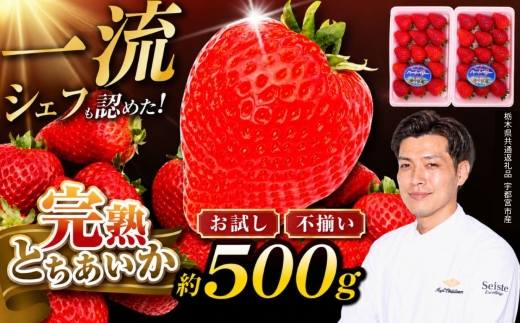 栃木県産 お試しとちあいか（サイズ不揃い） 約250g×2P 栃木県 下野市 栃木県共通返礼品 宇都宮産 送料無料