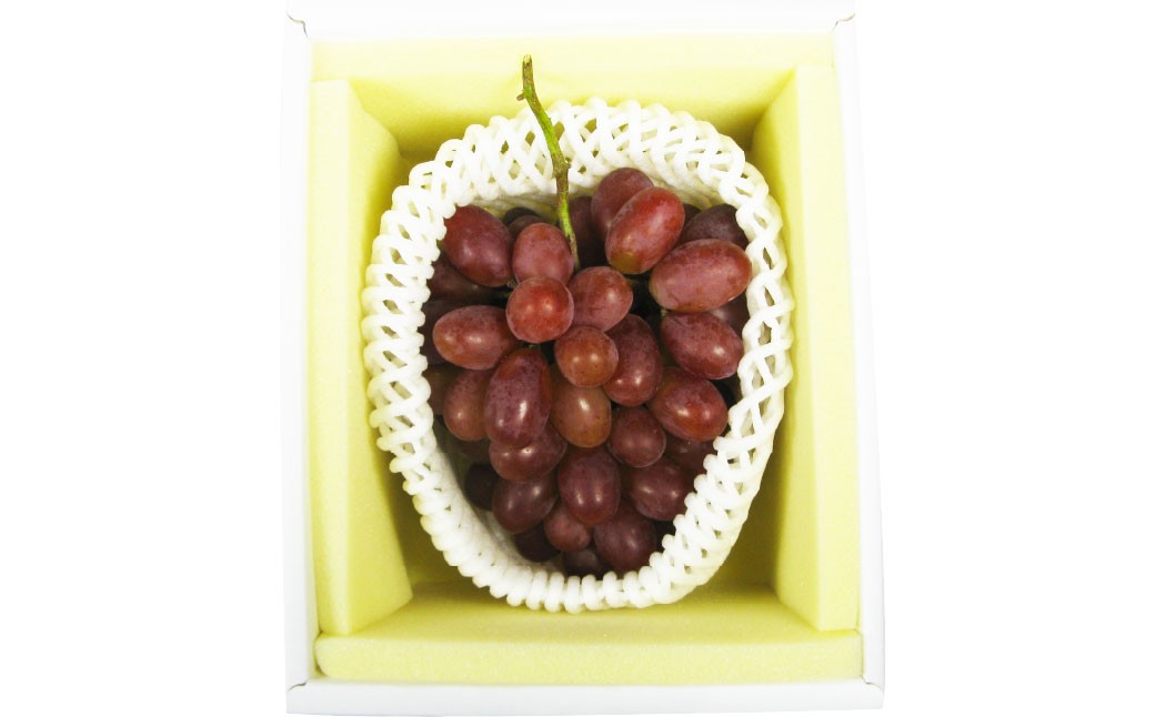 冬 ぶどう 2026年 先行予約 紫苑 1房 700g以上