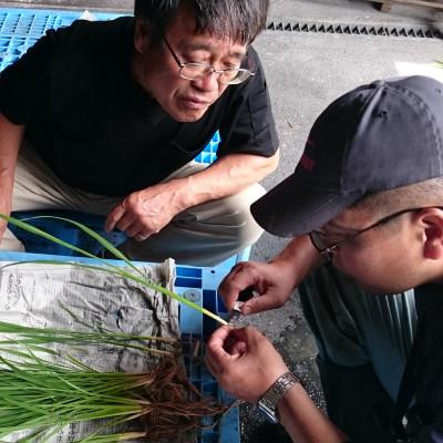 ふるさと納税 鶴岡市 令和7年鶴岡産 はえぬき 白米 5kg |  | 02