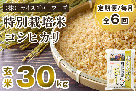 【令和8年産新米先行予約】【定期便6ヶ月毎月お届け】新潟県 加茂市産 特別栽培米コシヒカリ 玄米 30kg（5kg×6）《10月上旬～順次出荷》 加茂有機米生産組合