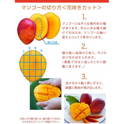 【2025年発送・訳あり】燦々マンゴー1.5kg(3～6玉)【配送不可地域：離島】