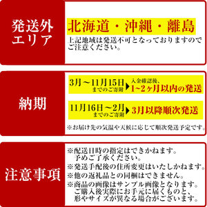 【m24-14】＜観葉植物＞フィロデンドロン・シルバーメタル(6号) (陶器鉢・受け皿付) 【アイエヌエー】