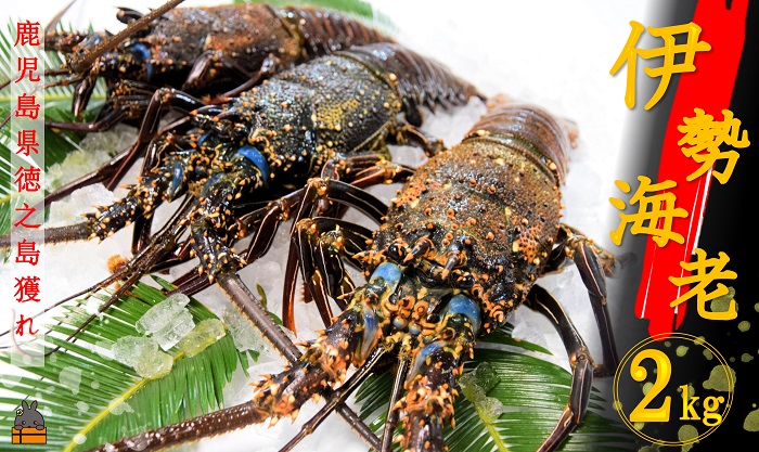 《地魚専門店 鮮魚 魚一さん直送便》～徳之島獲れ！伊勢海老～（約2kg）